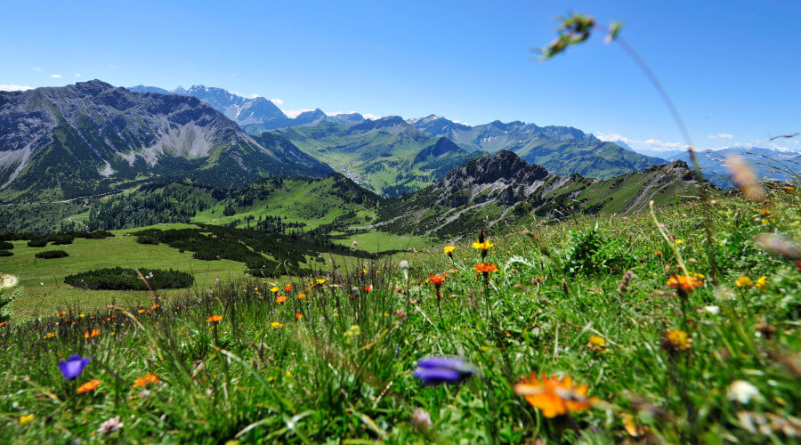 Blumenweise in den Bergen im Sommer