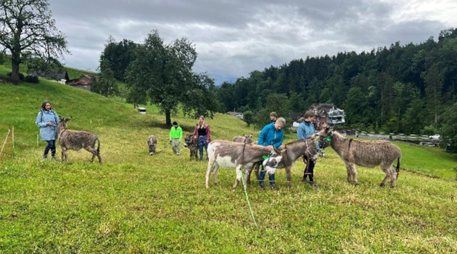 Gruppe von Menschen mit Eseln auf einer Wiese bei schlechtem Wetter