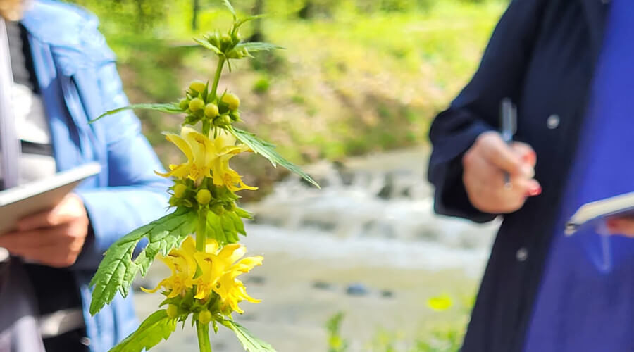 Gelbe Blumen im Hintergrund zwei Personen