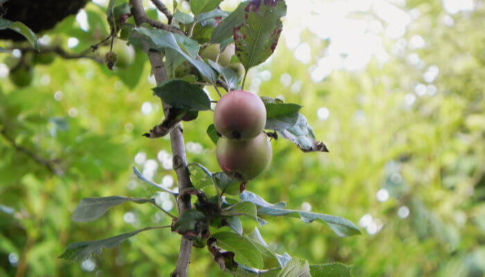 Äpfel der Sorte Habermehler am Baum