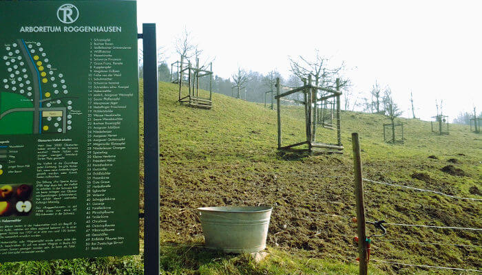 Junge Bäume im Arboretum Roggenhausen