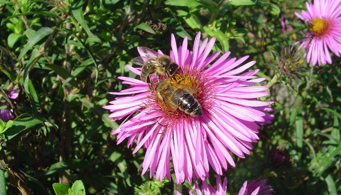 Biene auf Bettagsblume