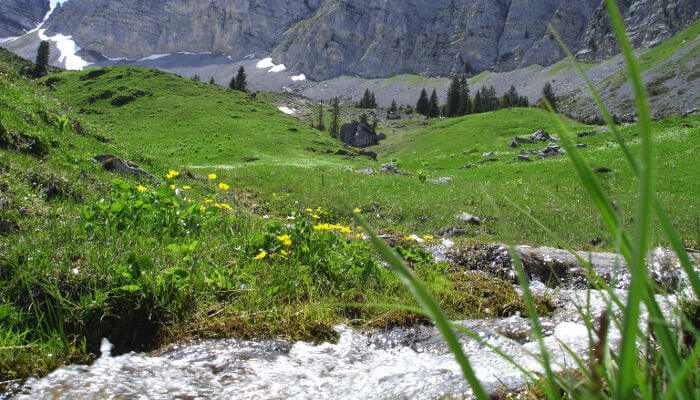 Bergbach Grimmi fliesst durch Wiesen im Sommer