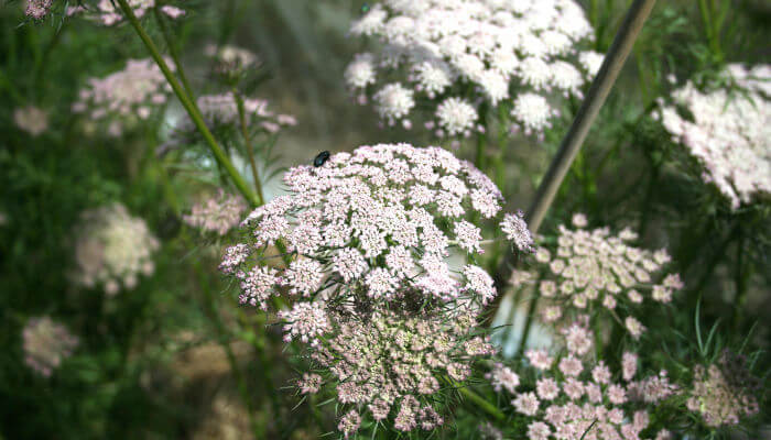 Weisse Blüten der Karotte