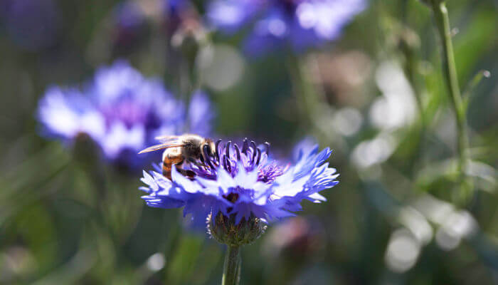 Biene auf blauer Blüte der Kornblume blauer Junge