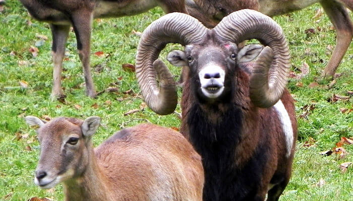 Mufflons auf der Wiese im Wildpark Roggenhausen