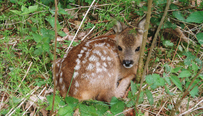 Rehkitz liegt versteckt im Gras