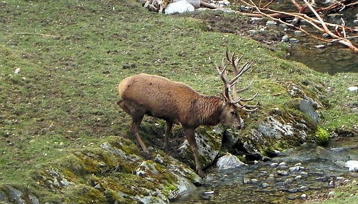 Rothirsch Aaro am Bach