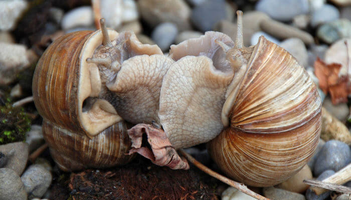 Weinbergschnecken bei der Paarung