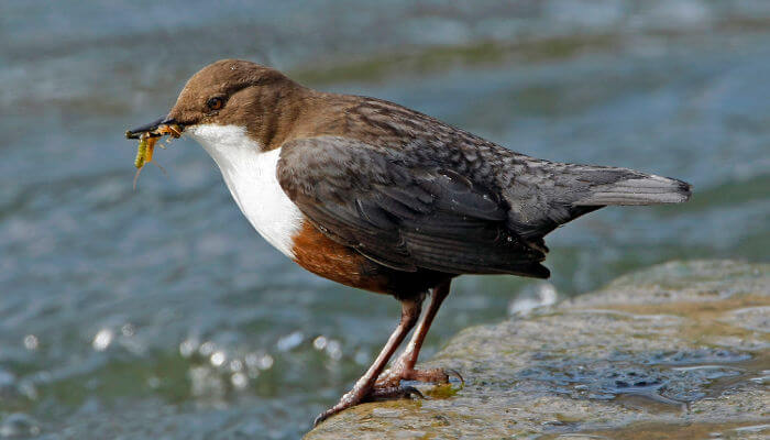 Wasseramsel auf einem Stein am Wasser an der Sonne