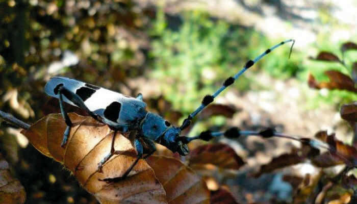 Alpenbockkäfer auf einem braunen Blatt