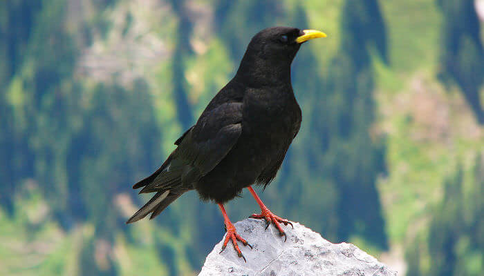 Alpendohle sitz auf Stein in den Bergen an der Sonne