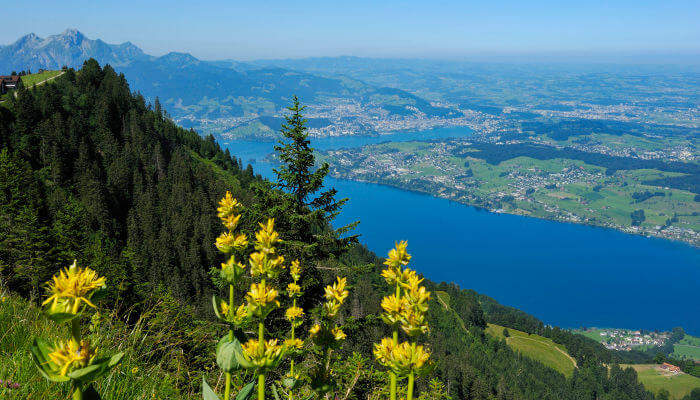 Blüten auf dem Rigi mit Sicht auf See