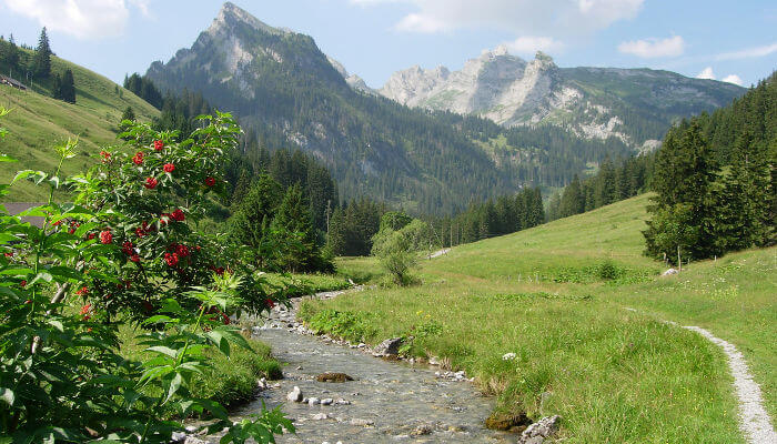 Fluss durch Tal und grüne Wiesen mit Bäumen