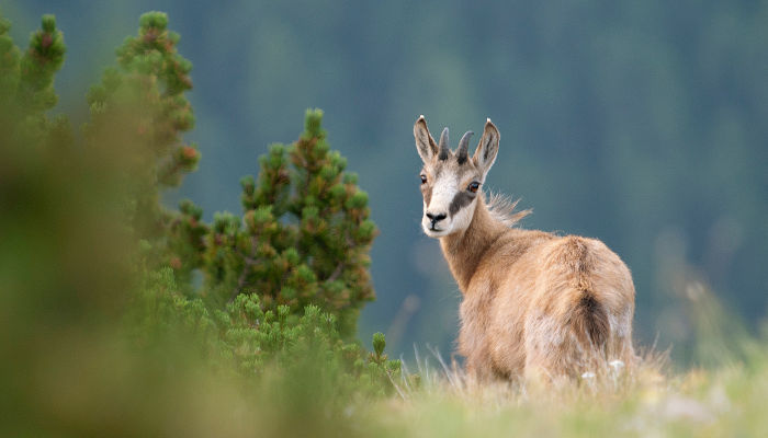 Gämse dreht den Kopf zurück auf einer Wiese in den Bergen