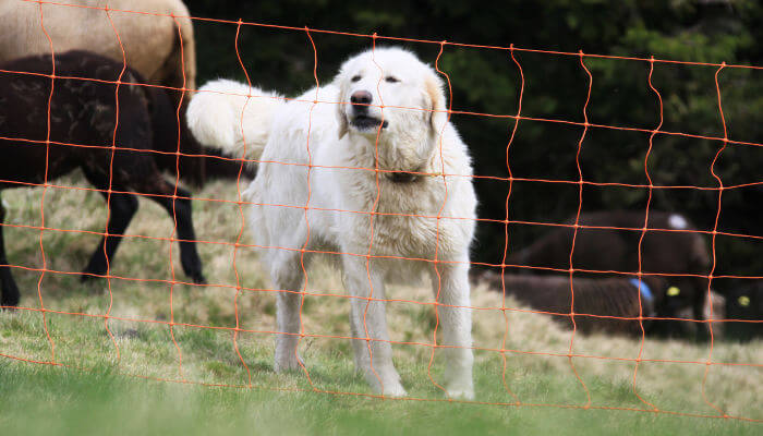 Weisser Herdenschutzhund hinter Elektrozaun