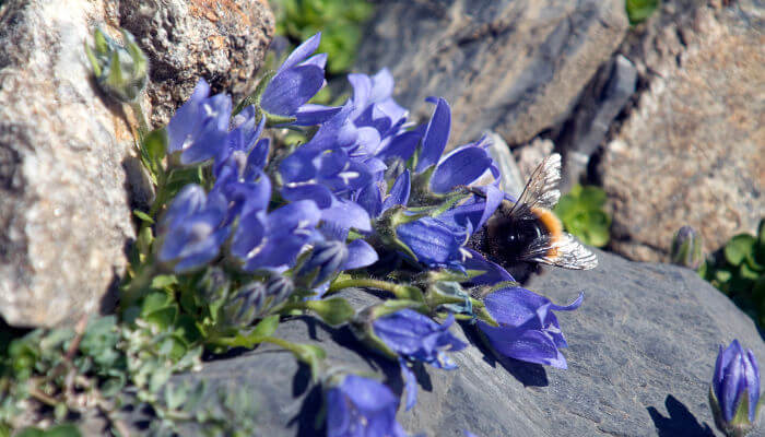 Hummel geniesst Nektar der Glockenblume