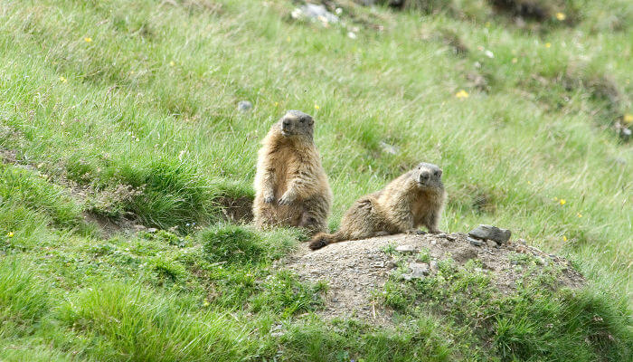 Murmeltiere auf einer Bergwiese im Herbst