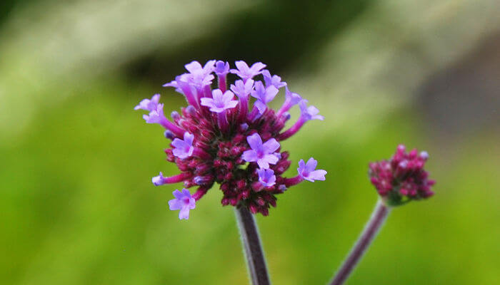 Violette Blüten des Patagonischen Eisenkraut