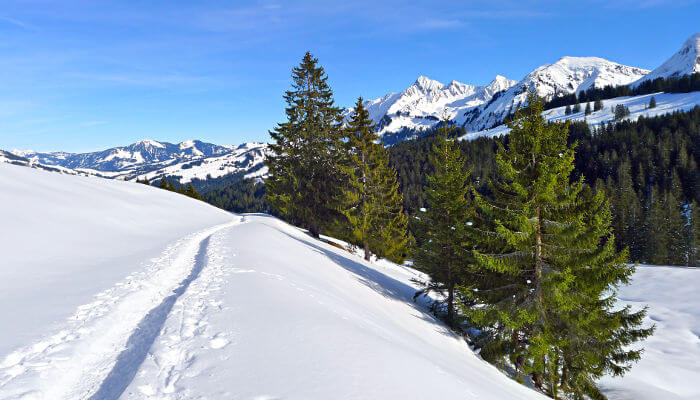 Schneeweg mit Tannen auf dem Brienzer Rothorn