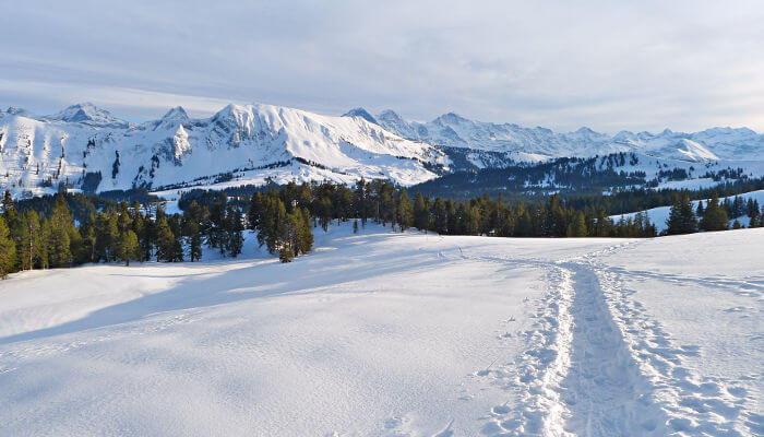 Schneebedeckte Wiese und Pfad im Abendlicht am Hogant