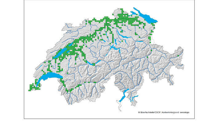 Schweizer Karte mit Verbreitung des Bibers