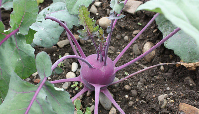 Violetter Kohlrabi im Garten