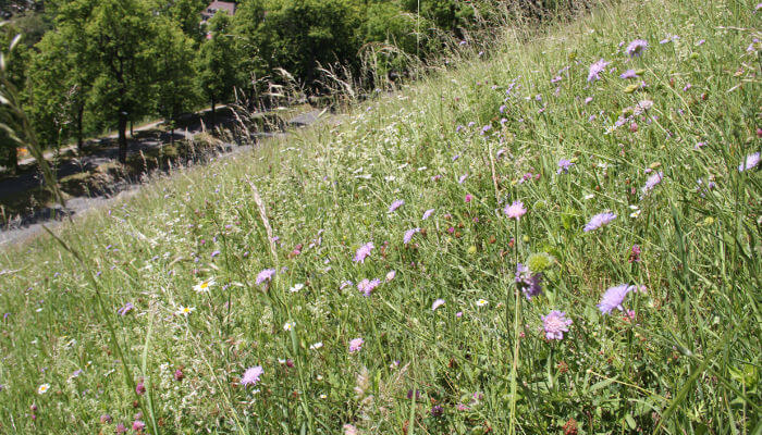 Naturwiesen in der Stadt