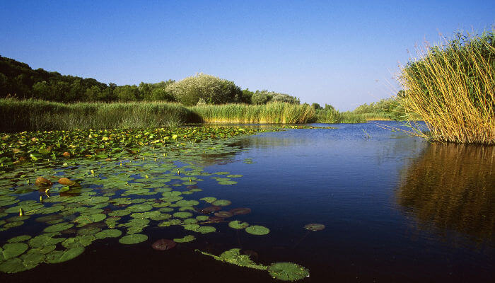 Naturreservat Grand Caricaie mit See, Seerosen und Schilf