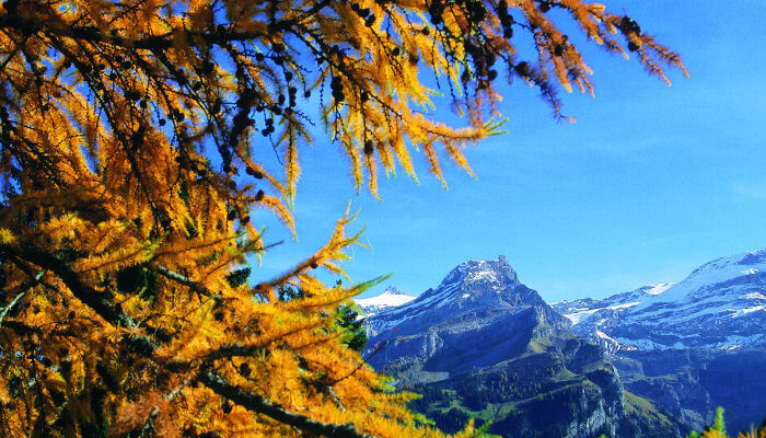 Herbstliche Tannen und Berge im Waadtland