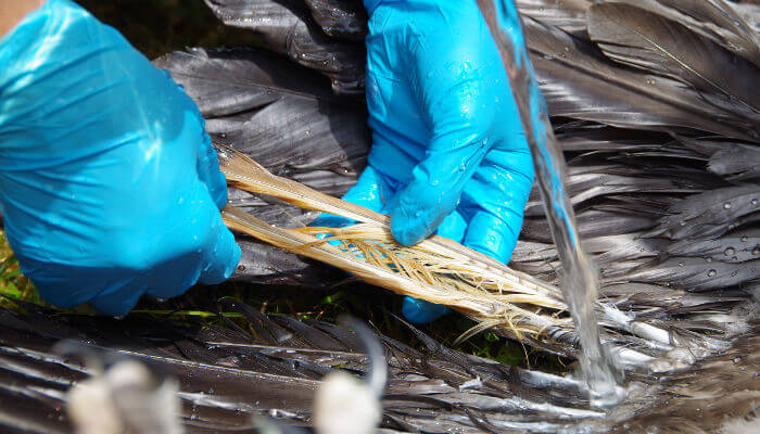 Hände in blauen Gummihandschuhen greifen nach Federn