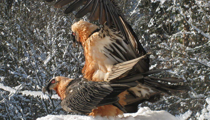 Bartgeier Mascha und Hans im Tierpark im Winter