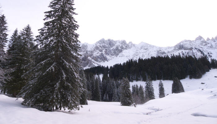 Schneebedeckte Wiesen mit Tannen vor den Säntisalpen