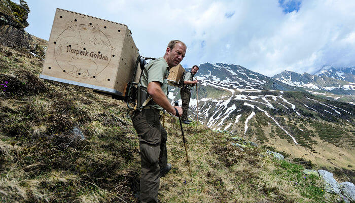 Wildhüter in den Bergen mit Kistenrücksäcken