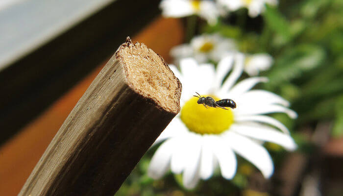 Wildbiene fliegt auf einen Markstängel im Frühling zu