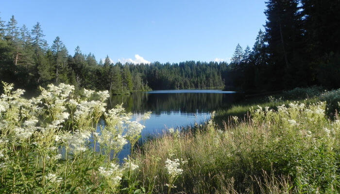 Etang de la Gruère