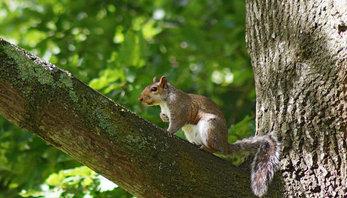 Grauhörnchen auf Baumast im Sommer