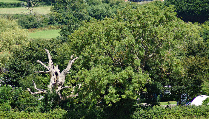 Grosse Bäume bei Sonnenschein namens Gog und Magog in Glastonbury