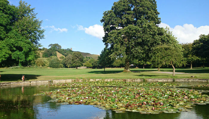 Grosser Baum in Glastonbury Abbey Park vor Teich mit Seerosen bei Sonnenschein