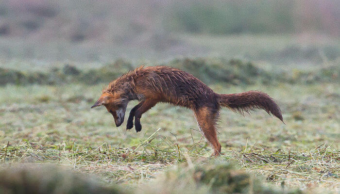 Fuchs im Regen auf dem Feld springt auf Mäuseloch