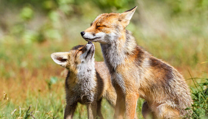 Fuchs mit Fuchswelpe auf Wiese