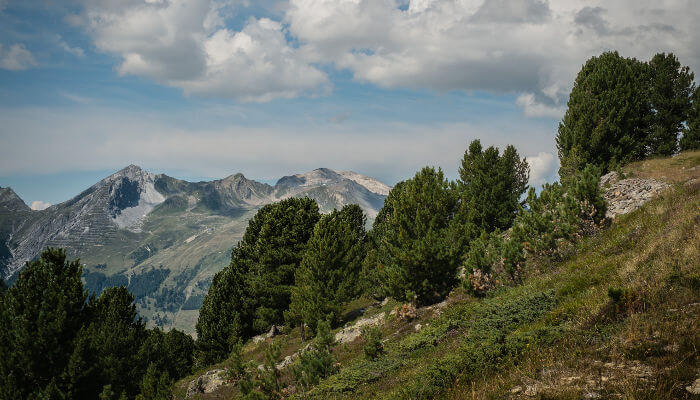 Berge und Arvenwald im Herbst