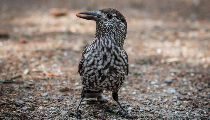 weiss-braungefleckter Tannenhäher mit Arvennuss im Schnabel