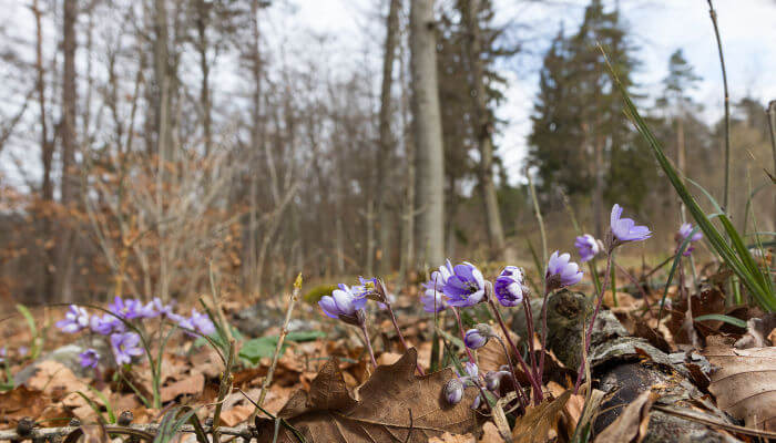 Violett blühende Leberblümchen im Wald