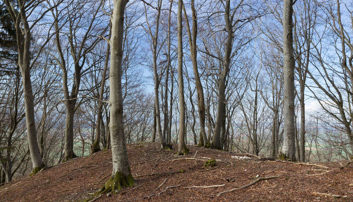 Blätterlose Bäume im Wald