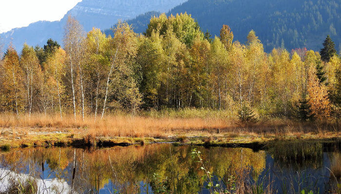 Teich und Wald im Hochmoor Steinmösli im Herbst