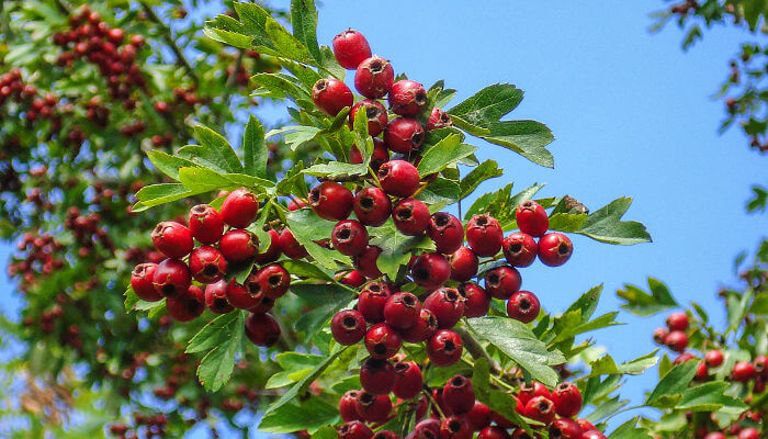 rote Beeren im Sonnenlicht des Weissdornstrauches