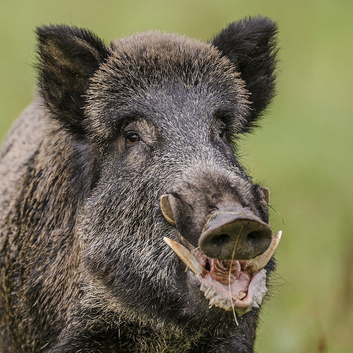 Wildschwein zeigt seine Eckzähne bei offenem Mund