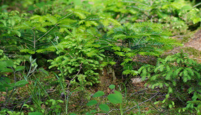 Junge Rot- und Weisstannen im Wald