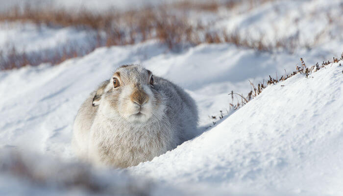 Schneehase liegt im Schnee und legt die Ohren an